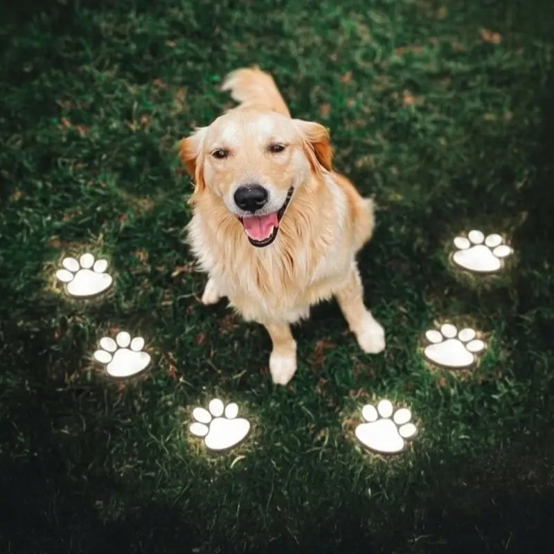 PawGlow™